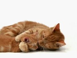 MS Shot of red tabby domestic female cat with Kitten / Vieux Pont, Normandy, France Stock Footage