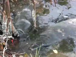 Two Manatees Nibbling on a Mangrove Root Stock Footage