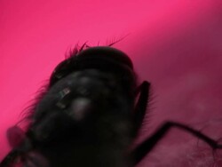 Diptera Stock Footage