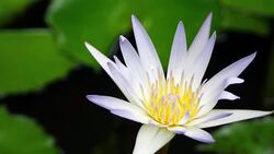 Water Lily Stock Footage