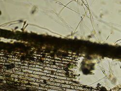 Micro organisms, died water plant Stock Footage