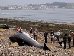 DOG CHECKS OUT MINKE WHALE WASHED UP BEACH Stock Footage
