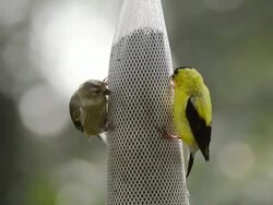 MS Shot of male goldfinch (Carduelis tristis) and juvenile goldfinch eat thistle seed from a bag feeder / Valparaiso, Indiana, United States Stock Footage
