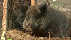 Wild boar yawns Stock Footage