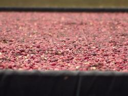 Cranberry harvest on a cranberry farm News Clip