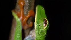 CU Green Tree Frog on a twig Stock Footage