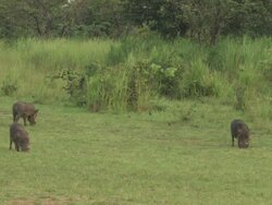 Warthog (Phacochoerus africanus) and Yellow-billed Oxpecker (Buphagus africanus), Garamba NP, Congo Stock Footage