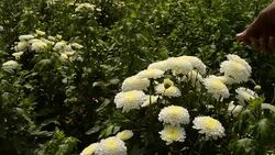 Former examining white chrysanthemum flowers in the field Stock Footage