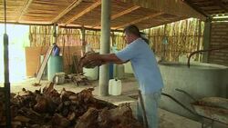 VOICED : The perils of the Mezcal boom News Clip