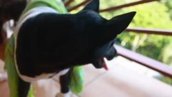 Boy on tablet stands beside family dog who is dressed in bra top, sarong, skirt and socks and girl attempts to fix sock on one of the dog's paws. Stock Footage