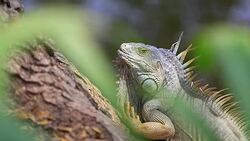 Iguana on the tree Stock Footage