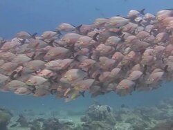 Shoal of Fish Stock Footage