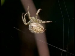 Garden Spider (Araneus) spinning silk threads, England Stock Footage