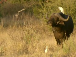 WS Buffalo grazing in tall grass / Okavango Delta, North West District, Botswana Stock Footage