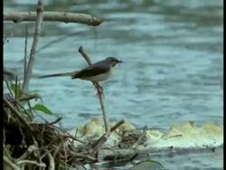 Wagtail, MS on branch over polluted water holding Mayfly, England Stock Footage