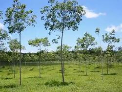 panning : young rubber tree garden in Thailand Stock Footage