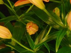 Orange lily flowers blooming Stock Footage