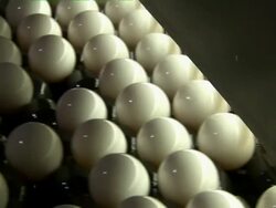 Closeup of sorted eggs on conveyor belt. Stock Footage