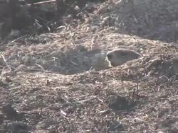 Groundhog  1080/60i Stock Footage