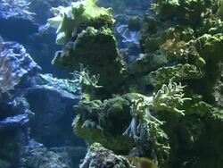 Coral colony on the reef - time lapse Stock Footage