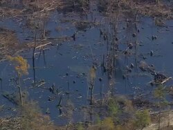 MS AERIAL Shot of marsh / South Carolina, United States Stock Footage