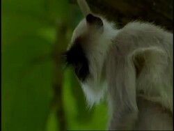 CU Hanuman Langur, Semnopithecus entellus, moving along tree branch Western Ghats, India Stock Footage