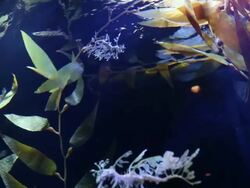 MS Shot of fish aquarium / Dallas, Texas, United States Stock Footage