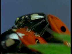 CU mating Ladybird beetles, United Kingdom Stock Footage