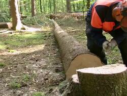 MS Lumberjack at work in forest / Zerf, Rhineland Palatinate, Germany Stock Footage
