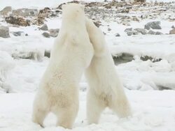 MS SLO MO Two polar bears fighting / Churchill, Manitoba, Canada Stock Footage