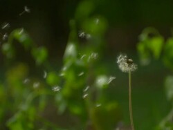 CU SLO MO shot of dandelion being blown by wind and seeds coming off stem / Morristown, New Jersey, United States Stock Footage
