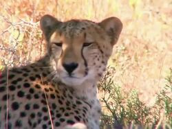 CU Cheetah and cub stretching / South Africa Stock Footage