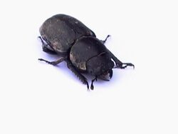 stag beetle Stock Footage