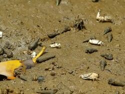 Crab groupe Stock Footage