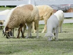 sheep grazing Stock Footage