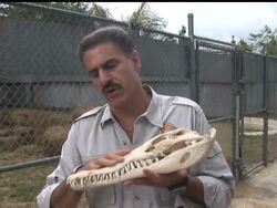 A Marathon veterinarian has rebuilt an injured American crocodile's skull at Miami Metrozoo's animal hospital installing four steel plates with 41 screws into the skull of the reptile. News Clip
