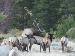 MS PAN Shot of bull elk mounting cow during rut / Estes Park, Colorado, United States Stock Footage