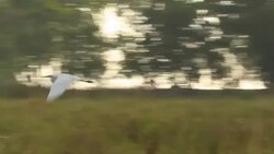 A Great Egret flies over the sea Stock Footage