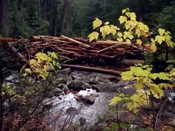 A waterfall in a stream crossing a forest Stock Footage