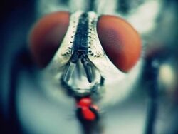 Fly macro Stock Footage