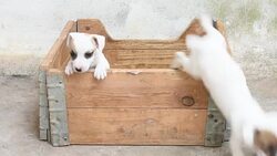 Jack russel terrier puppy in basket Stock Footage