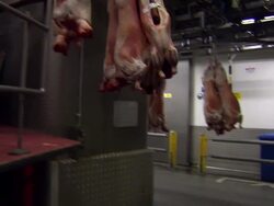 Butchers Moving Pig Carcasses News Clip
