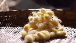 Selection cocoon silkworm. Stock Footage