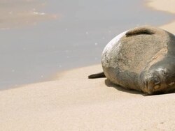 MS Shot of Sun bathing Hawaiian Monk Seal woken by waves / Poipu, Kauai, Kauai, Hawaii, United States  Stock Footage