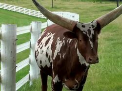 Longhorn Watusi Stock Footage