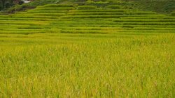 Rice field Stock Footage