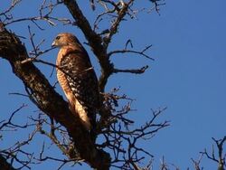 Broad Winged Hawk Stock Footage