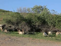 Goats feeding the leaves of shrubs Stock Footage