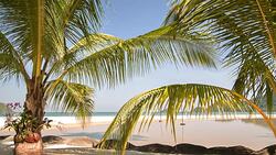 palms on the beach Stock Footage