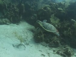 Hawksbill turtle (Eretmochelys imbricata) swims various, Roatan Island, Honduras  Stock Footage